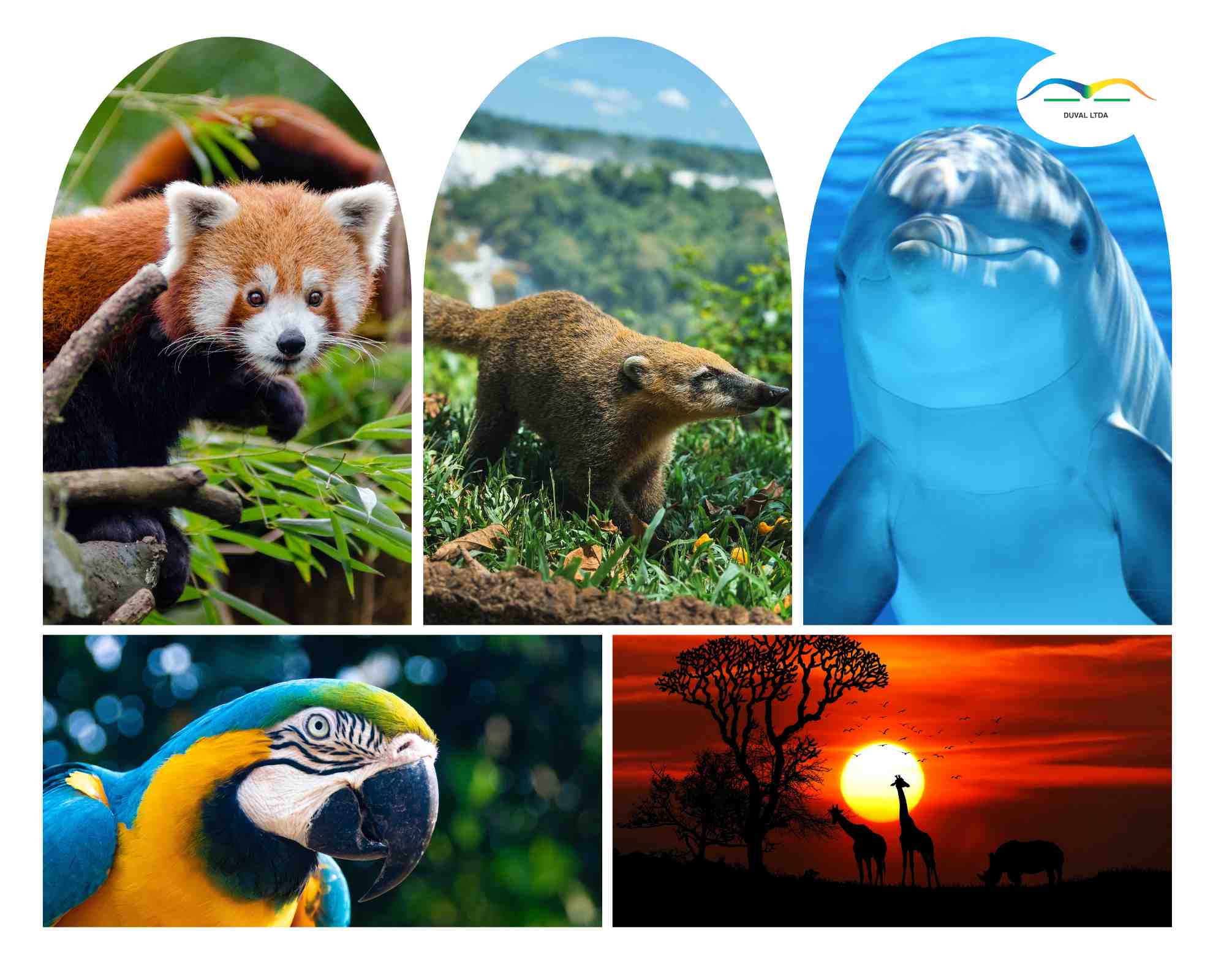 Alerta roja para el planeta: el mundo ha perdido el 70 % de animales salvajes en 50 años