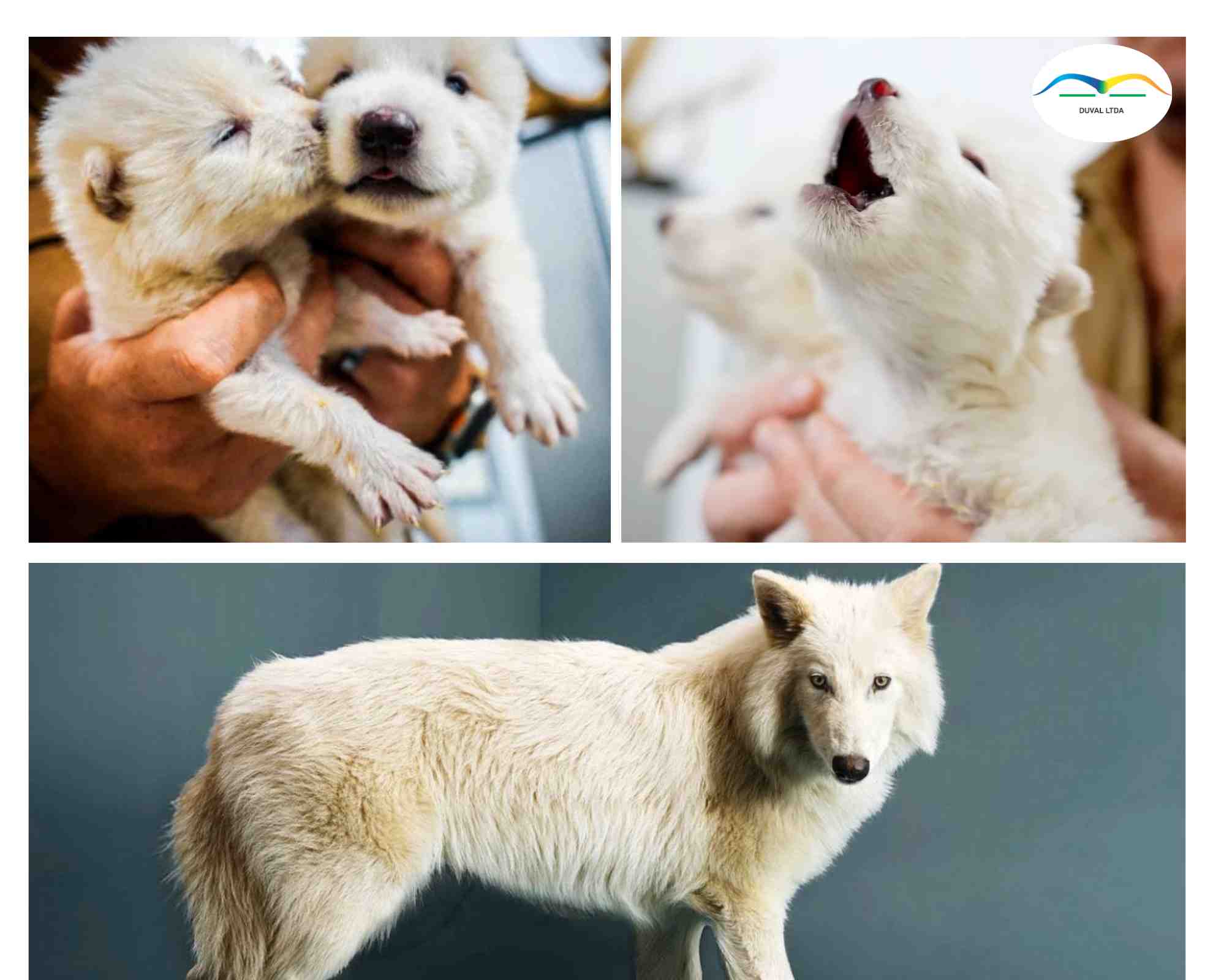 Los expertos cuestionan que una empresa haya 