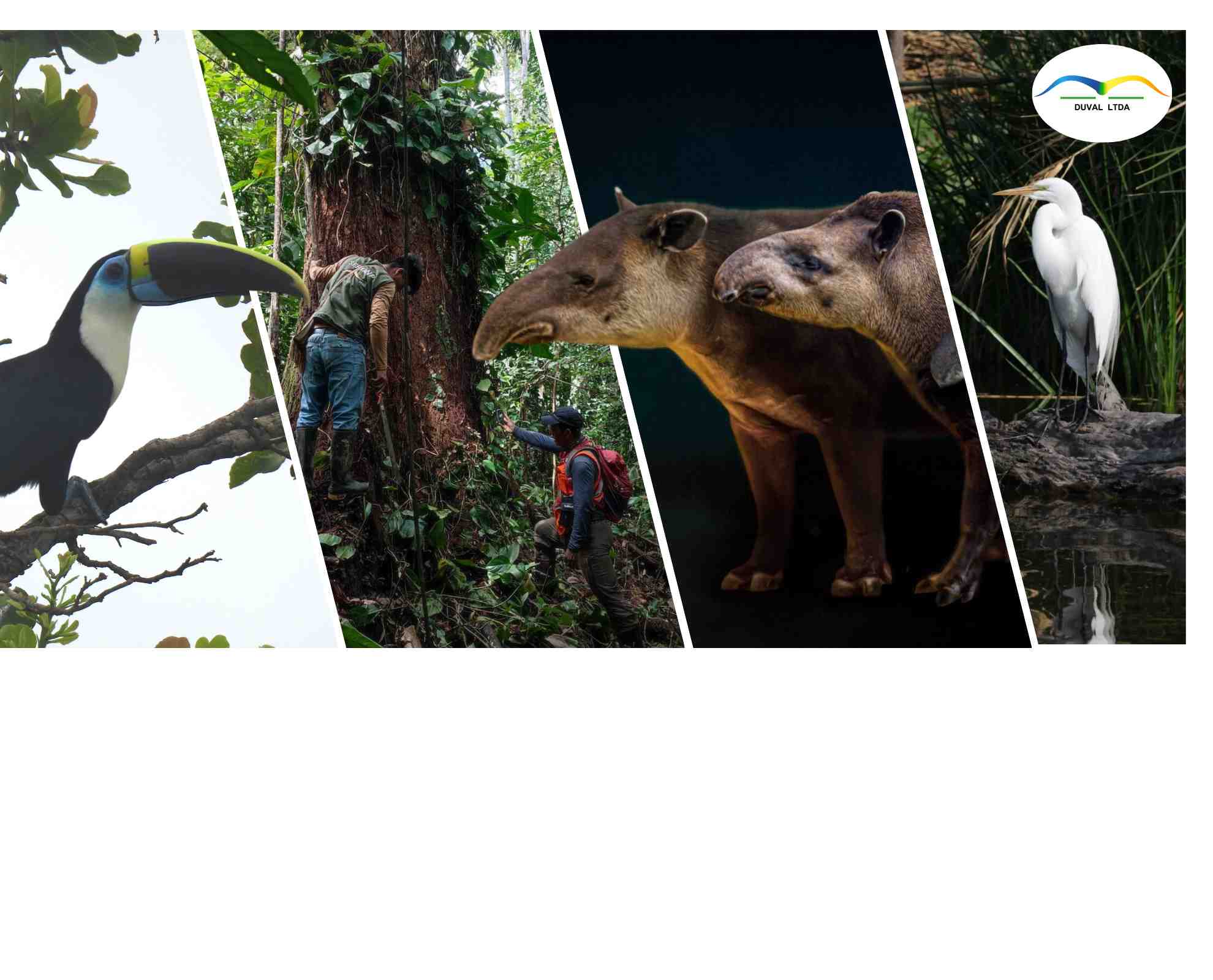 22 de mayo, Día Internacional de la diversidad biológica: conoce la biodiversidad colombia