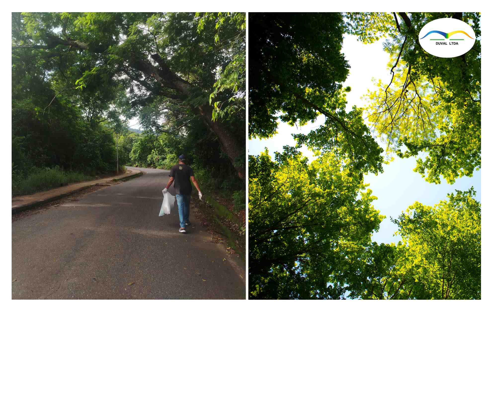 El 70% de las especies de árboles sufriría alteraciones por el cambio climático