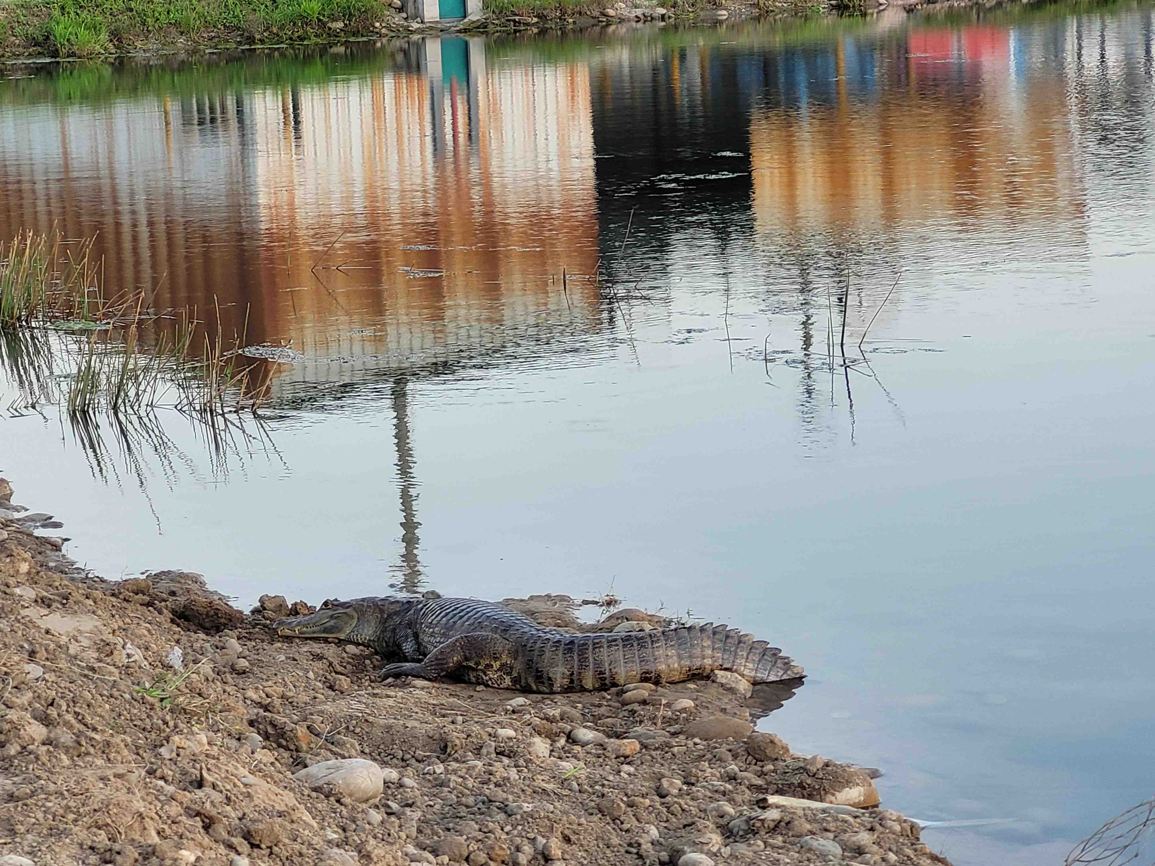 Autor: Ing.Karen Arevalo